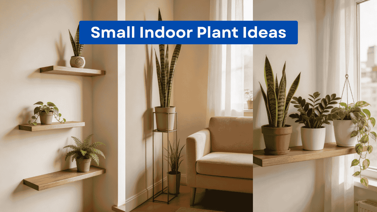 Small Indoor Plant Ideas for Apartments and Tiny Homes